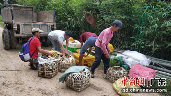 云浮市档案馆向新峡村三户有劳力一般贫困户各赠送中鸡苗50只和饲料等扶贫项目物资共6000多元。李志明 摄