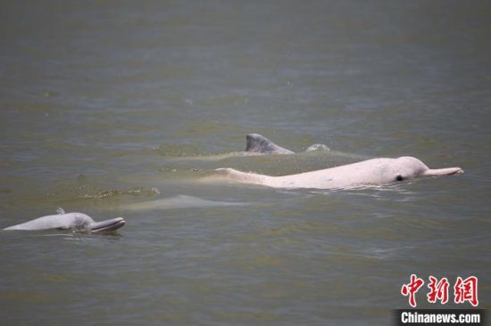 广东省珠江口的中华白海豚(资料图)广东省林业局 供图