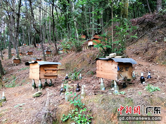 古稀养蜂人的山村蜂场。黄瑛居 摄
