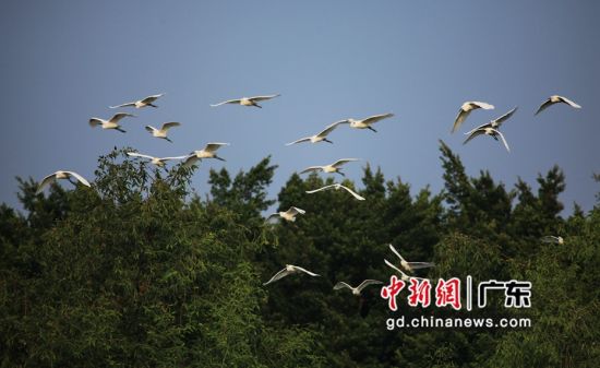 广东成为全国“最绿”的省份之一(资料图)。广东省林业局 供图 