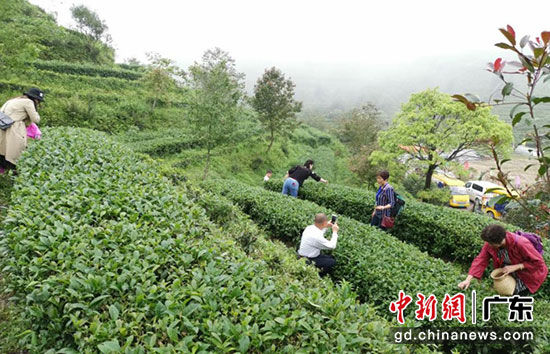 游客在韩山生态茶园体验采茶乐趣。胡金辉 摄