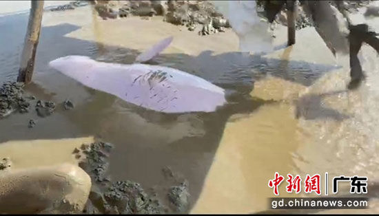 搁浅的白海豚。台公宣 供图