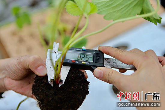 ▲云南省农业科学院的专家团队为此次比赛准备的“章姬”草莓幼苗。摄影/穆功。
