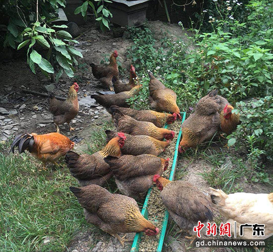肇庆市公安局发放给贫困户饲养的鸡。 警方供图