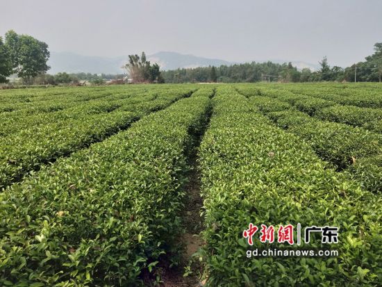 东莞扶贫工作组扶持114个相对贫困村特色产业130个，图为工作组扶持的田��村茶叶种植项目。郭建华 摄 