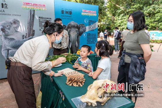2020年全国暨广东省保护野生动物宣传月活动17日在广州长隆野生动物世界启动。邓泳怡摄影 