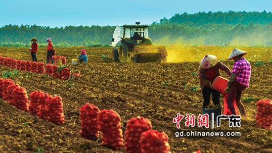 何盈摄影作品《金土豆撑起小康梦》。广东省摄影家协会 供图 
