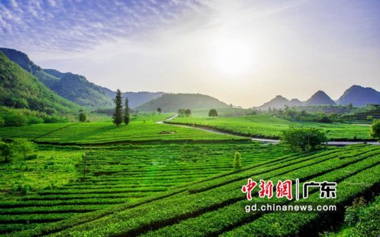 广东英德推进创建红茶国家现代农业产业园