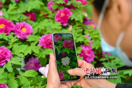 2月4日，华南植物园展出的洛阳牡丹吸引游客。 陈骥旻 摄 