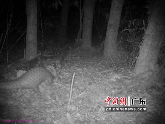 红外相机拍摄到穿山甲。广东省林业局供图 
