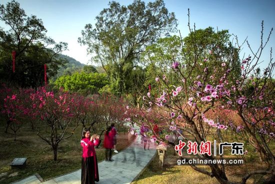 春节期间市民到广州白云山赏花(资料图)。广东省林业局 供图 