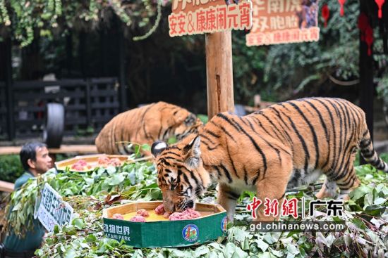 广州长隆野生动物世界25日为园内珍稀动物举办“元宵”活动，现场为华南虎双胞胎、大熊猫等珍稀动物制作可口“汤圆”送上，以示祝福。陈骥�F摄影。