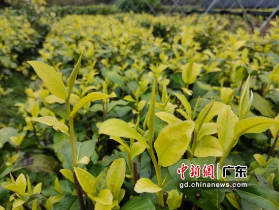 云浮培育多个茶树品种 刘烁供图 