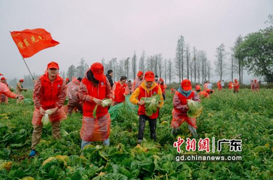 中建四局志愿者帮珠海乌石村收割蔬菜 