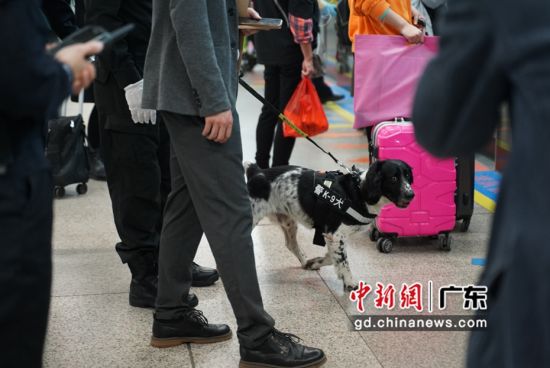 公交分局警犬春运首日在地铁广州火车站巡逻。