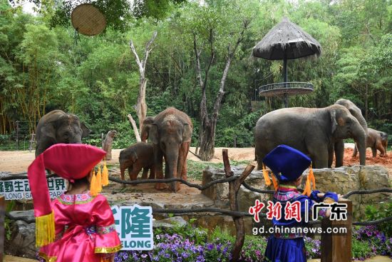 4月15日，广东省广州市，两名广西小游客参观游玩长隆野生动物世界亚洲象园。陈楚红 摄 作者 陈楚红