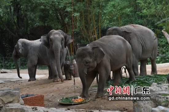 4月15日，广东省广州市，大象品尝来自保育员和广西游客共同制作的水果“五色饭”。陈楚红 摄