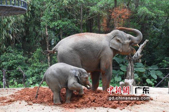 4月15日，广东省广州市，长隆野生动物世界的大象在玩沙浴。陈楚红 摄