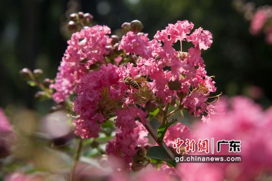 细叶紫薇。广州市林业和园林局 供图