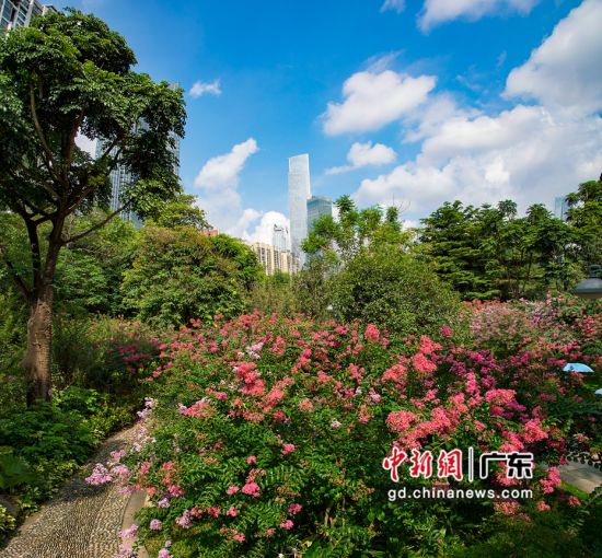 珠江公园细叶紫薇盛开。广州市林业和园林局 供图 作者 广州市林业和园林局 供图