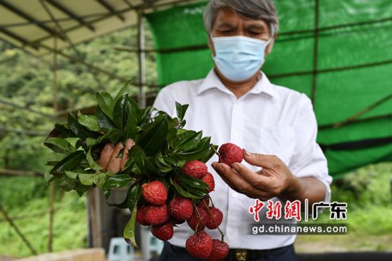 广州市黄埔区新龙镇福洞村帝顶荔枝种植园的工作人员展示荔枝品种“帝进奉”。陈楚红 摄