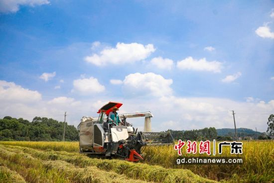 增城石滩镇石乡农机合作社利用收割机为农户收割稻谷。增城区委宣传部 供图