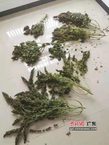 图为警方缴获的大麻植株。 作者 詹煜佳
