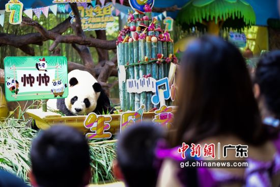 三胞胎之一的大熊猫“帅帅”吸引游客。 作者 文国辉(实习生)