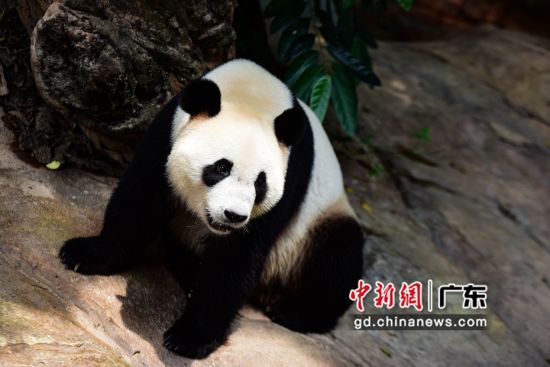 三胞胎之一的大熊猫“萌萌”。 作者 文国辉(实习生)