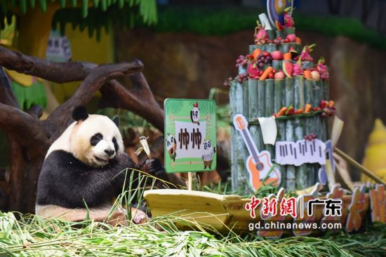 三胞胎之一的大熊猫“帅帅”享用它的生日”蛋糕”。 作者 文国辉(实习生)