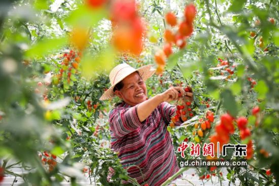 增城推进质量兴农 农产品带证上市有效溯源