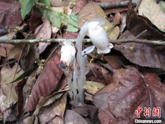  球果假沙晶兰与水晶兰外形极为相似 广东省林业局 供图