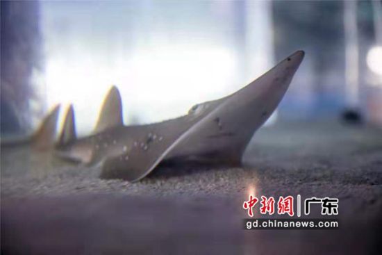 极危物种及达尖犁头鳐在珠海成功繁育——中国新闻网·广东