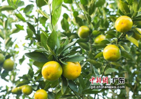 德庆贡柑进入成熟季。广东省农业农村厅 供图