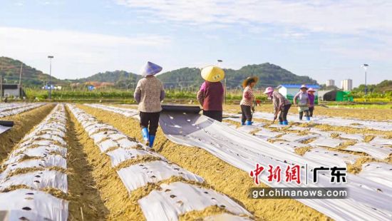 广州增城蔬菜基地开展作业。通讯员 供图