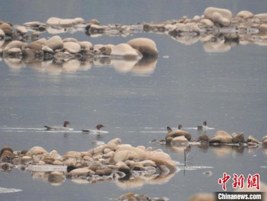 观鸟队伍在广东南岭发现中华秋沙鸭 广东省林业局 供图