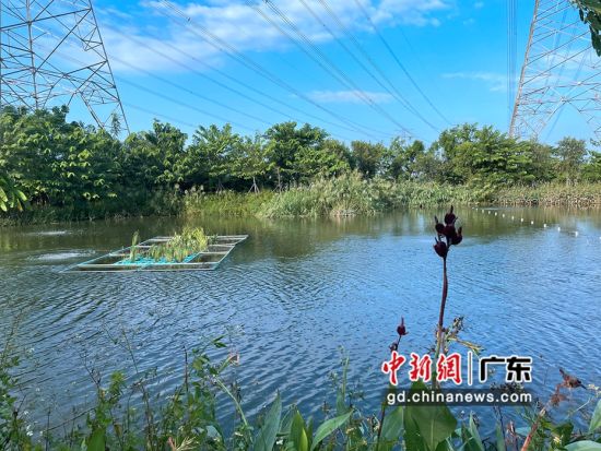 广东顺德均健现代农业科技有限公司尾水集中净化池。通讯员 供图