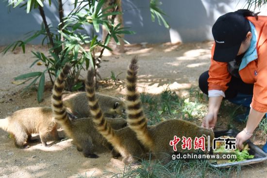 图为深圳野生动物园饲养员喂食南浣熊。 作者 深圳野生动物园 供图