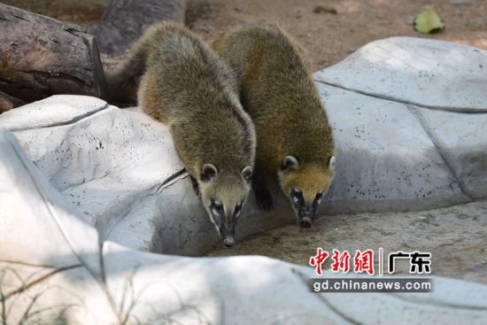 图为深圳野生动物园的南浣熊。 作者 深圳野生动物园 供图