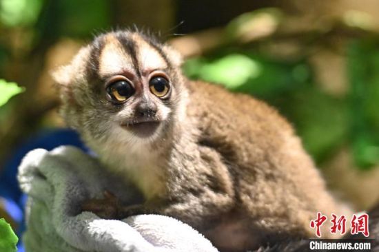 广州长隆野生动物世界1日开启“2021猿猴特展”，首次展出稀有“夜猴”。图为巴西夜猴。　陈骥�F 摄