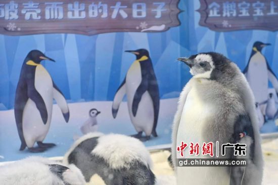 长隆海洋王国11只新生南极帝企鹅宝宝极地狂欢节上与游客们见面。 作者 陈骥�F