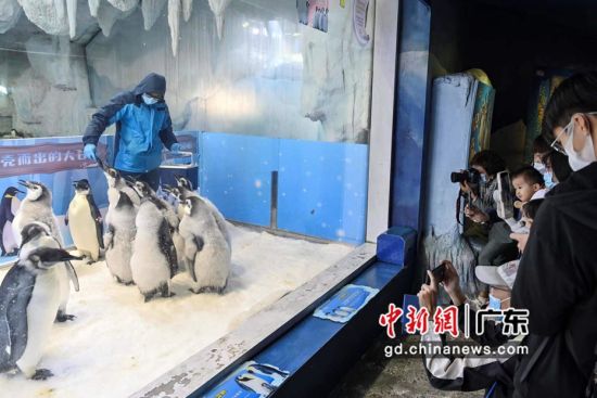 游客们被南极帝企鹅宝宝可爱的模样吸引。 作者 陈骥�F