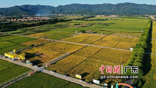 广州增城区朱村街丝苗米现代农业产业园(资料图)。通讯员 供图