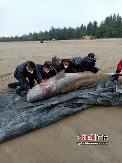 珠海金湾区警民协力救助搁浅鲸鱼