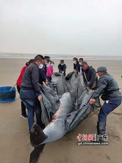 珠海金湾区警民救助搁浅的鲸鱼回归大海 作者 黄锐