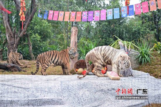 广州长隆野生动物世界的老虎们24日乔迁新居。受访者供图