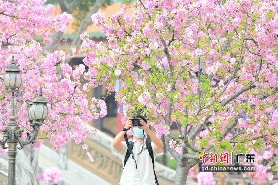 游客拍摄盛放的“广州樱”。 作者 陈骥�F