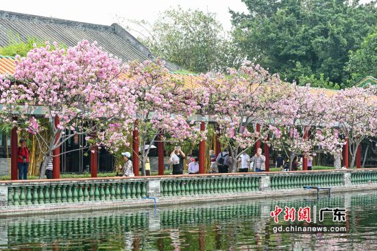 园区内盛放的“广州樱”吸引游客。 作者 陈骥�F