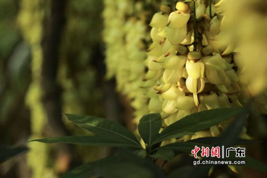 广州市黄埔区天鹿湖森林公园，大片禾雀花进入盛花期。 作者 罗柱梁