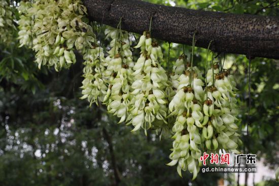 广州市黄埔区天鹿湖森林公园，一串串乳白翠绿的禾雀花似群雀振翅、争先报春。 作者 李剑锋